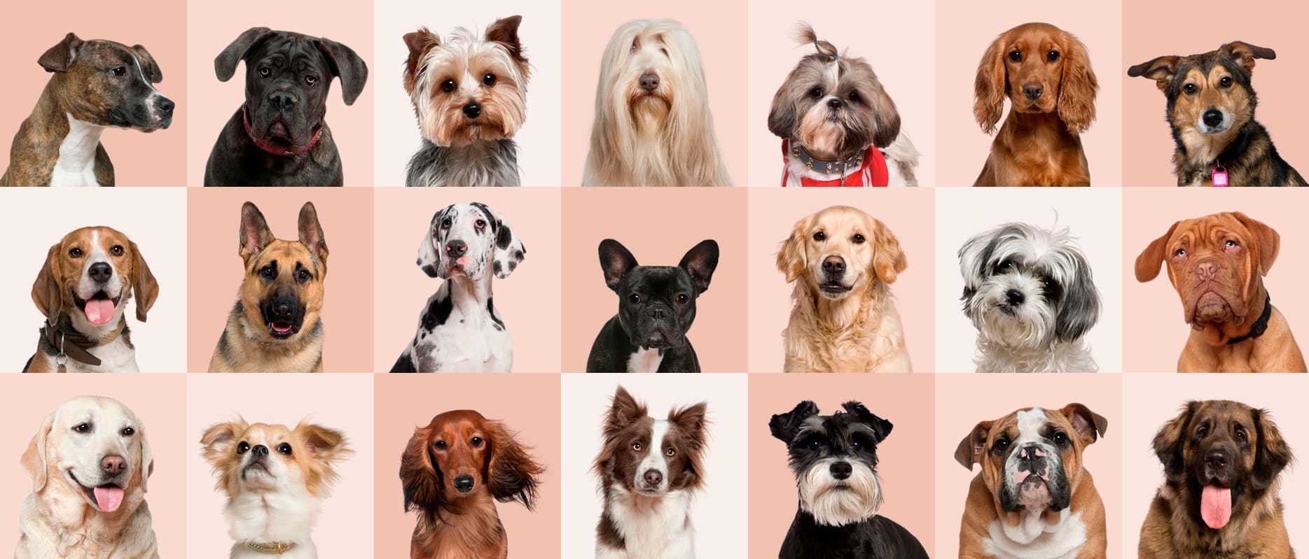 Petzip